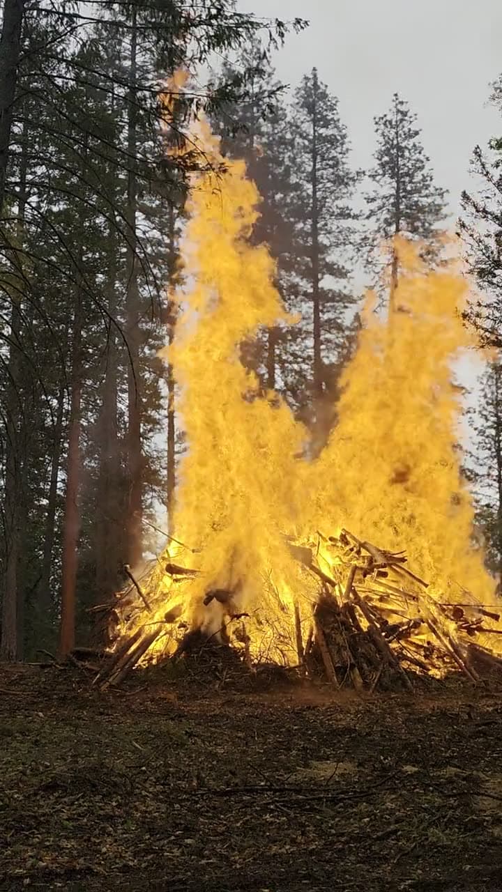 A vertical video of a pile roaring at peak heat, flames rising 30+ feet into an overcast sky.