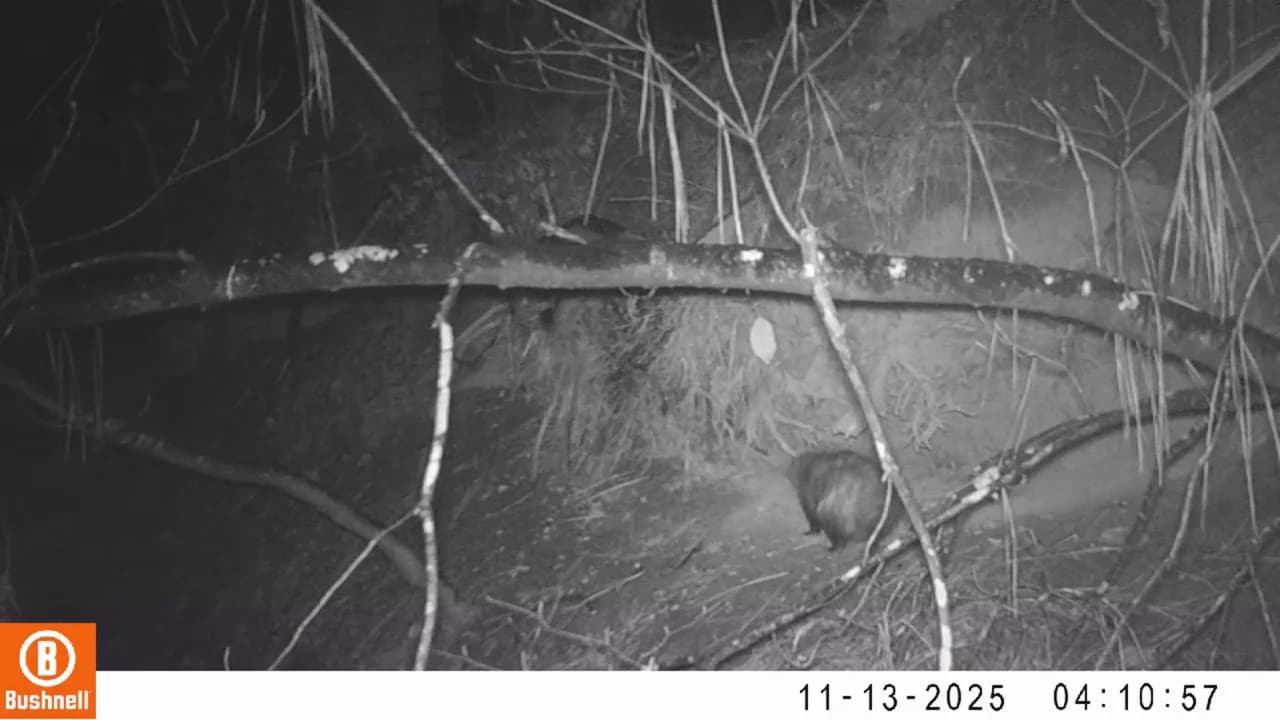 Virginia opossum shaking in rain