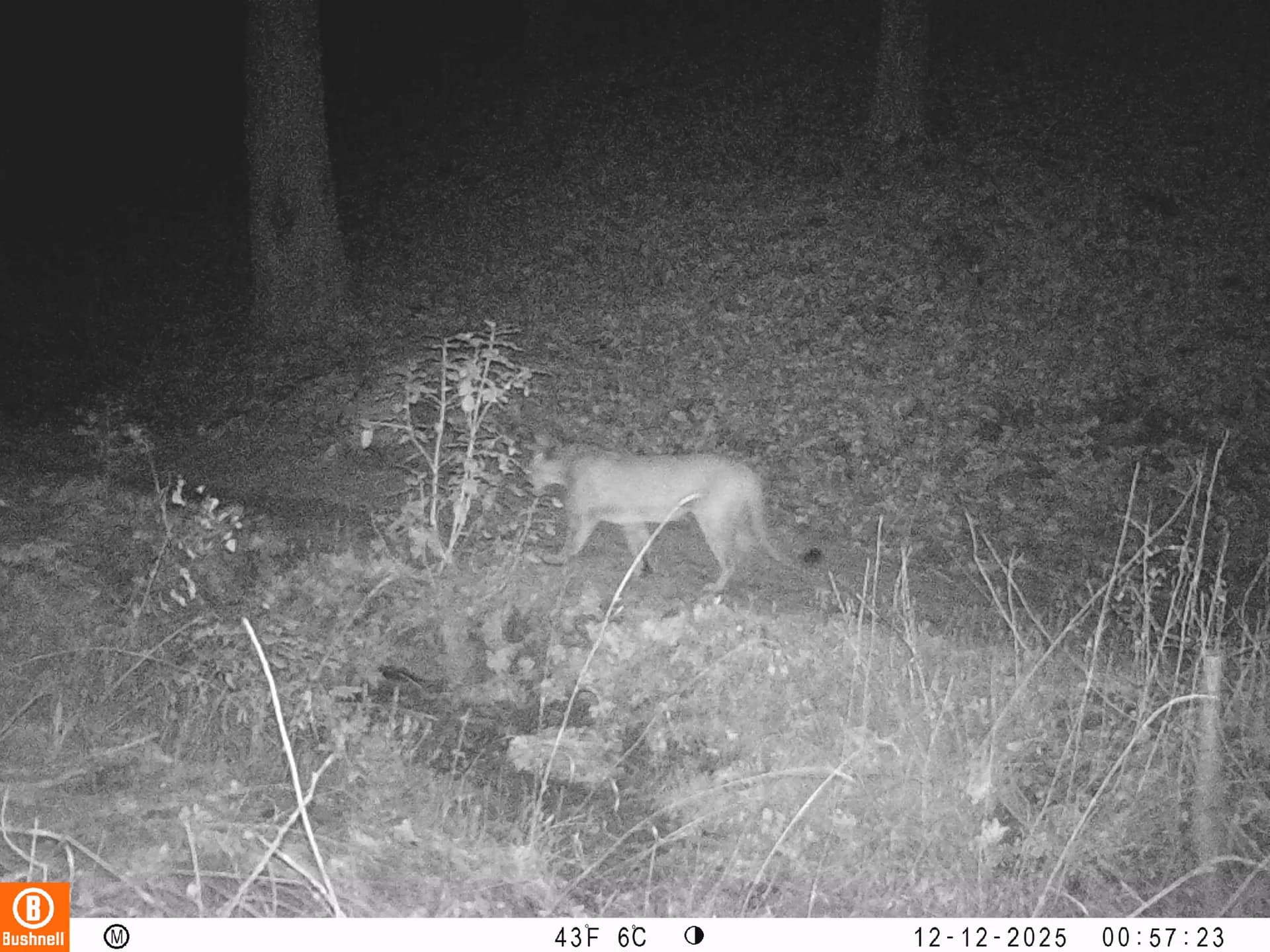 Trail camera photo of a mountain lion