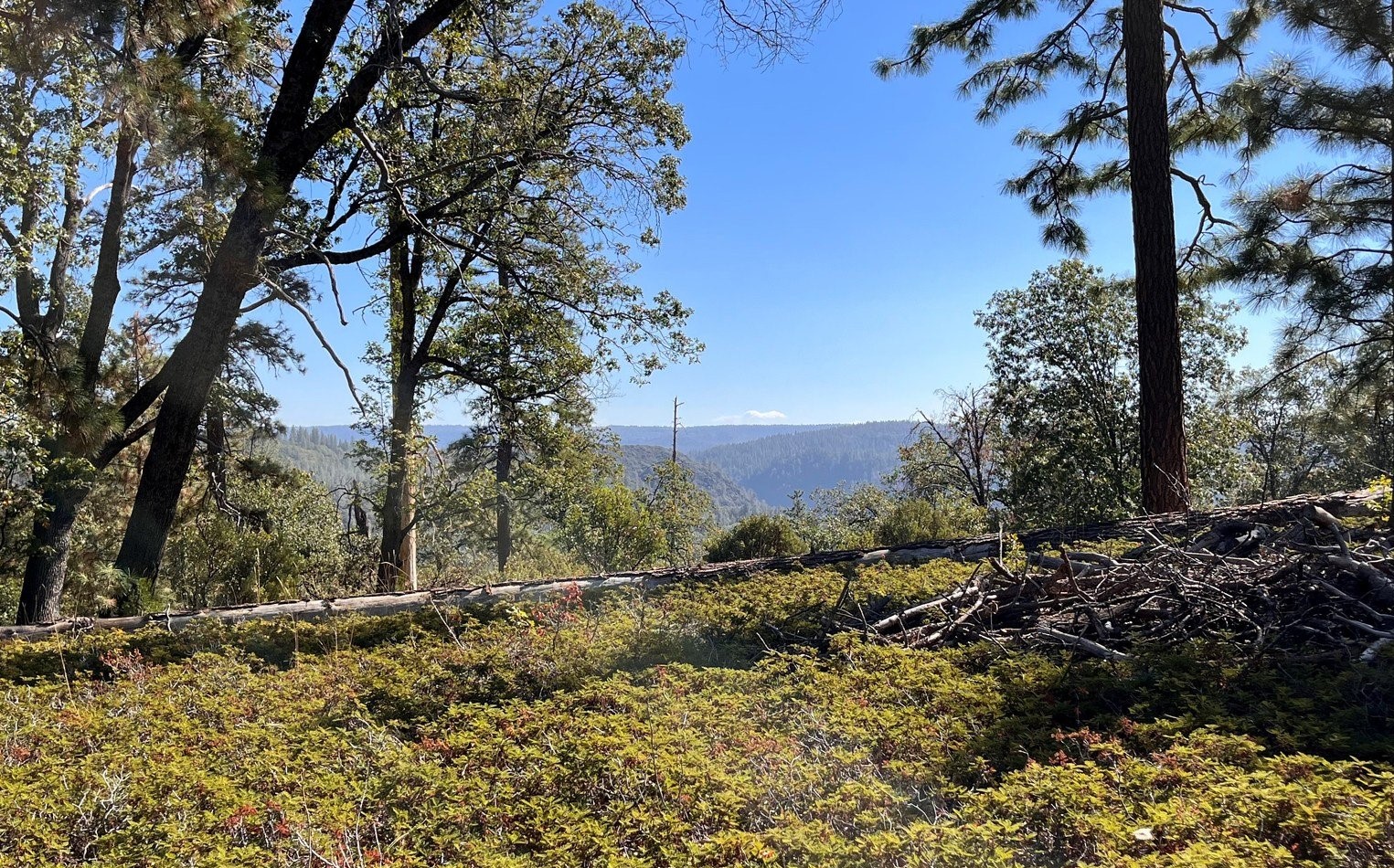 South Yuba Rim Hazardous Fuels Reduction Project